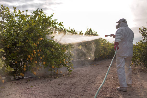 Best Termite Control Services  in Tipton, MO